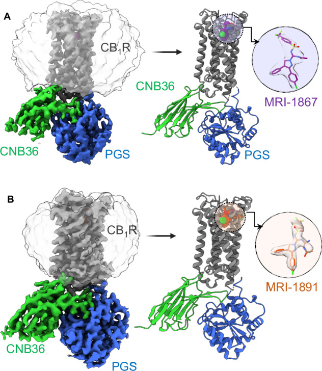 Structures of CB1R-PGS/CNB36 with peripheral inverse agonists.A Cryo-EM reconstruction of CB1R-PGS/CNB36 complex bound to MRI-1867. Cryo-EM density was rendered in ChimeraX as colored surfaces (contoured at 4 sigma). CB1R density is shown in gray, CNb36 is green, and PGS is blue. The corresponding model is displayed as a cartoon with MRI-1867 shown as purple spheres. The inset shows MRI-1867 as sticks in density. B Cryo-EM reconstruction of CB1R-PGS/CNB36 complex bound to MRI-1891. Cryo-EM density was rendered in ChimeraX as colored surfaces (contoured at 4 sigma). CB1R density is shown in gray, CNb36 is green, and PGS is blue. The corresponding model is displayed as a cartoon with MRI-1891 shown as orange spheres. The inset shows MRI-1867 as sticks in density.
