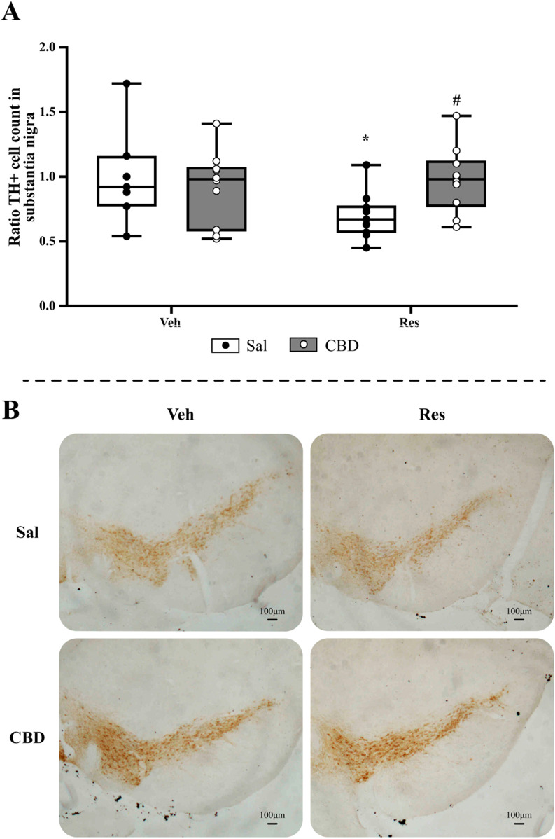Immunohistochemical analyses of the concomitant protocol, including (A) TH+ cell count in the substantia nigra pars compacta, and (B) representative images from SNpc of each group (objective ×5). Circles indicate individual data in each group. *Difference between vehicle (Veh) and reserpine (Res), #Differences between saline (Sal) and cannabidiol (CBD) (Mann-Whitney test; p ≤ 0.05). Data are expressed as median with max and minimum values (n = 9–10), scale bar: 100 µm.