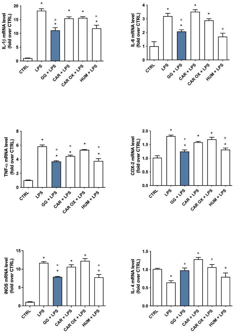 Expression of pro- and anti-inflammatory agents in BV-2 cells pretreated with GG EO, CAR, CAR OX, and HUM, and activated with LPS. BV-2 cells were pretreated with 5 × 10−3 µL/mL Gorilla Glue (GG) EO, 4.14 µM (E)-caryophyllene (CAR), 1.35 µM of caryophyllene oxide (CAR OX), and 1.05 µM µL/mL α-humulene (HUM) for 2 h and then they were exposed to 100 ng/mL LPS for a further 24 h. Gene expression of IL-1β, TNF-α, IL-6, COX-2, iNOS, and IL-4 was evaluated by RT-PCR. Data are represented as fold-over CTRL. Each bar represents means ± SEM of at least three independent experiments. Data were analyzed by one-way ANOVA followed by Bonferroni’s test. * p < 0.05 vs. CTRL; ° p < 0.05 vs. LPS.