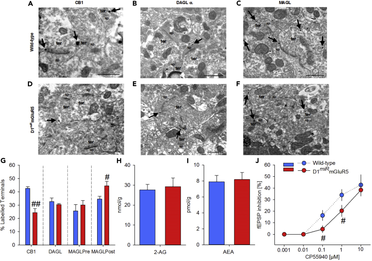 Ultrastructural Changes in the NAc in D1miRmGluR5 Mice(A–F) Ultrastructural immunolocalization of CB1R, DAGLα, and MAGL in the NAc of wild-type (n = 3, A–C) and D1miRmGluR5 (n = 3, D–F) mice assessed by preembedding silver-intensified immunogold method for electron microscopy. (A and D) CB1R immunoparticles (arrows) are distributed on perisynaptic and extrasynaptic membranes of axon terminals (ter) that make asymmetric synapses with dendritic spines (sp). (B and E) DAGLα immunolabeling is localized in dendritic spine membranes (arrows) away from the postsynaptic densities of asymmetric synapses. (C and F) MAGL shows a presynaptic and postsynaptic localization (arrows) on membranes of asymmetric presynaptic boutons and dendritic spines, respectively.(G) Proportion of presynaptic and postsynaptic profiles labeled by each antibody for wild-type and D1miRmGluR5 mutant mice. D1miRmGluR5 mice have fewer excitatory synaptic terminals with CB1R but more postsynaptic elements with MAGL receiving asymmetric synapses than wild-type mice.(H and I) Basal eCB concentrations of 2-arachidonoyl glycerol (2-AG, H) and anandamide (AEA, I) in the NAc are not affected in control (n = 10) and D1miRmGluR5 mice (n = 10).(J) Bath application of the cannabinoid agonist, CP55, 940, induces a dose-dependent inhibition of evoked fEPSPs recorded in the NAc synapses of wild-type mice, whereas in D1miRmGluR5, there is a shift to the right of the dose-response curve.Two-way ANOVA, (#) p < 0.05, (##) p < 0.0005 vs. wild-type. Scale bars 0.5 μm (A–G); picomoles or nanomoles/gram wet tissue +SEM (H and I).