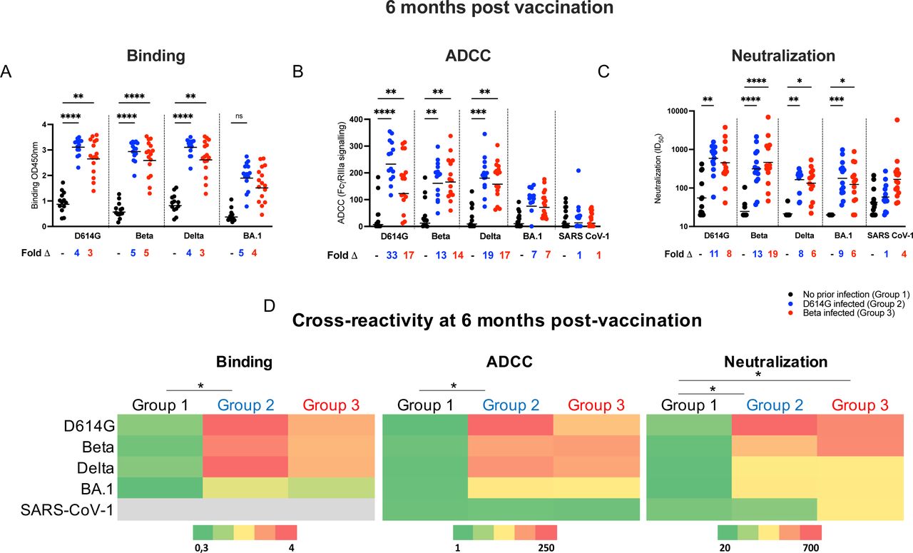 Cross-reactivity of vaccinee plasma samples at 6 months post vaccination.Plasma was tested for cross-reactivity in antibody binding (A), ADCC activity (B) and neutralization assays (C) against D614G, Beta, Delta, Omicron (BA.1) and SARS-CoV-1 for participants with no prior infection (black), participants infected with D614G (blue) or Beta infected participants (red). Fold changes between participant groups are shown below the graphs. Binding antibodies were quantified by OD450nm values, ADCC activity was measured in FcγRIIIa signaling and neutralization was indicated by ID50 values. (D) Heat-map depicting cross-reactivity of the plasma. The scale depicted shows strongest responses in red and weakest responses in green for each assay. All experiments were performed in duplicate. Statistical significance between the different groups was determined using the Kruskal-Wallis test with Dunn’s correction for multiple comparisons. Significance is shown as: ****p<0.0001, ***<0.001, **p<0.01, *p<0.05.