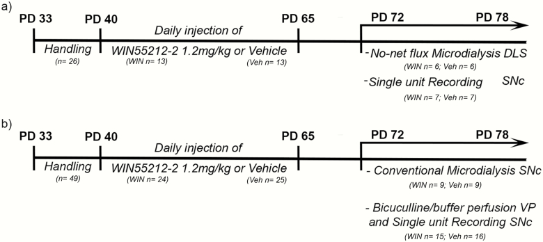 Treatment protocol. All adolescent rats (post-natal day [PD] 33) were handled for 1 week before treatment. Adolescent rats were then injected with WIN 55212-2 or vehicle once daily for 25 days (between PD 40 and PD 65) and all experiments were carried out between PD 72 and PD 78. (a) To assess the effects of adolescent WIN 55212-2 exposure on nigrostriatal dopaminergic transmission, no-net flux microdialysis experiments in DLS, and single-unit recording in substantia nigra pars compacta (SNc) were carried out at least a week after treatment. (b) To study the mechanism underlying the facilitation of nigrostriatal dopaminergic pathway activity induced by WIN 55212-2, microdialysis experiments in SNc were performed to quantify glutamate and gamma-aminobutyric acid (GABA). To determine the role of the ventral pallidum (VP), single-unit recording in SNc was carried out after a local perfusion of bicuculline in VP in adult rats.