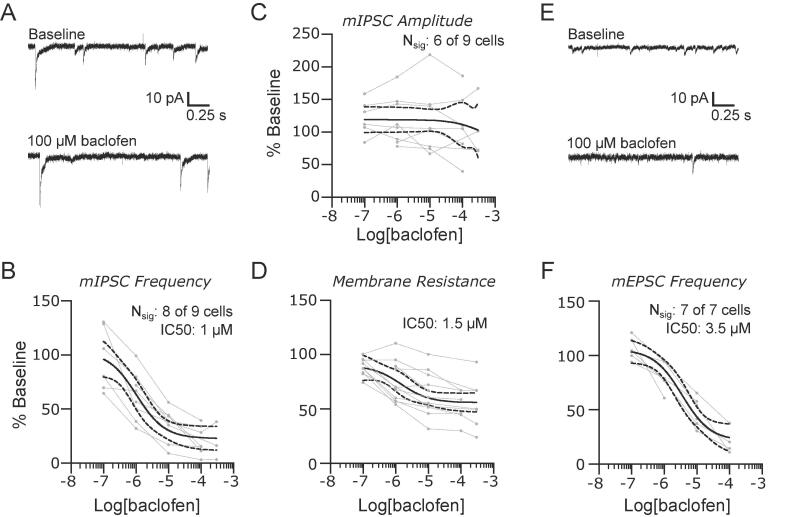 GABAB receptors suppress synaptic input and lower membrane resistance in the lateral parabrachial nucleus. (A) Representative recordings of mIPSCs in baseline conditions and in the presence of 100 μM baclofen. The suppression of mIPSC frequency was dose dependent (B). The amplitudes of mIPSC were not affected (C) despite a dose-dependent reduction in membrane resistance (D). Baclofen also reduced the frequency of mEPSCs. Representative recordings are shown in (E) with group data for mEPSC frequency in (F). Group data are fit with a log(dose) vs response curve ± 95% CIs.