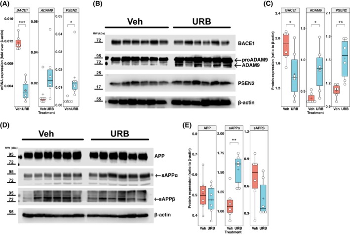 Effects of chronic intranasal URB597 delivery on the expression of the main components of APP proteolytic processing. (A) Boxplots showing mRNA expression levels of β‐site APP cleaving enzyme 1 (BACE1), a disintegrin and metalloprotease 9 (ADAM9), and presenilin 2 (PSEN2) in the hippocampus of Tg2576 mice, measured as fold changes over β‐Actin. Animals treated with vehicle (Veh) or URB597 (URB) are compared (n = 6 mice for each group). (B) Western blot analysis of BACE1, ADAM9, and PSEN2 in hippocampal extracts from 11‐month‐old Tg2576 mice treated with vehicle (Veh, n = 6) or URB597 (URB, n = 6). β‐Actin is included as a loading control. Molecular weights (MW) are indicated alongside the blot for reference. (C) Boxplots summarizing densitometric analyses of BACE1, ADAM9, and PSEN2 levels, normalized to β‐Actin, as presented in panel B. (D) Western blot analysis of full‐length amyloid precursor protein (APP) and its soluble cleavage products, sAPPα and sAPPβ, in hippocampal extracts from 11‐month‐old Tg2576 mice treated with vehicle (Veh, n = 6) or URB597 (URB, n = 6). β‐Actin is included as a loading control. MWs are indicated alongside the blot for reference. (E) Boxplots showing densitometric analyses of APP, sAPPα, and sAPPβ levels, normalized to β‐Actin, as presented in panel D. In panels A, C, and E, the central line in each boxplot corresponds to the median (quartile 2, Q2), the plus symbol denotes the mean, and the box edges represent the 25th (Q1) and 75th (Q3) percentiles; whiskers extend to the most extreme data points within 1.5 times the interquartile range from the box; asterisks represent statistical differences between groups calculated using an unpaired t‐test (*P < 0.05, **P < 0.01, ***P < 0.001).