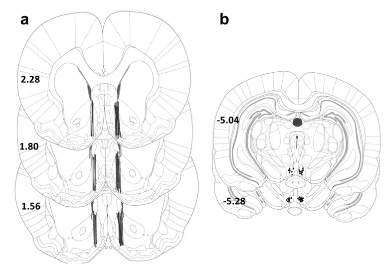 Schematic locations of: dialysis probes in the nucleus accumbens shell (a); and sites of infusions into the ventral tegmental area (b). Schematic locations of probe tips in animals which were involved in analyses of accumbens neurotransmitter concentrations (the bold lines indicate the dialyzing positions on the Figure 7a) and locations of JMV2959/Ringer’s solution administrations into the VTA (dark dots in the lower part of slices on the Figure 8b) as described in the atlas of Paxinos and Watson [113]. The distance from bregma (in mm) is indicated on the left of each schematic.