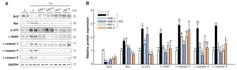 Protective effects of hemp root extracts against β-cell apoptosis. (A) Representative western blot images of pancreatic Bcl2, Bax, phospho-p53, cleaved PARP, cleaved caspase-3, cleaved caspase-9, and cleaved caspase-8 and (B) corresponding quantitative data were used for evaluating β-cell apoptosis. V, vehicle; HWE-L, hemp root water extract at low dose; HWE-H, hemp root water extract at high dose; HEE-L, hemp root ethanol extract at low dose; HEE-H, hemp root ethanol extract at high dose. Data are shown as means ± SEM (n = 4). # p < 0.05, ## p < 0.01, ### p < 0.001 vs. non-STZ vehicle group; * p < 0.05, ** p < 0.01, *** p < 0.001 vs. STZ-vehicle group.