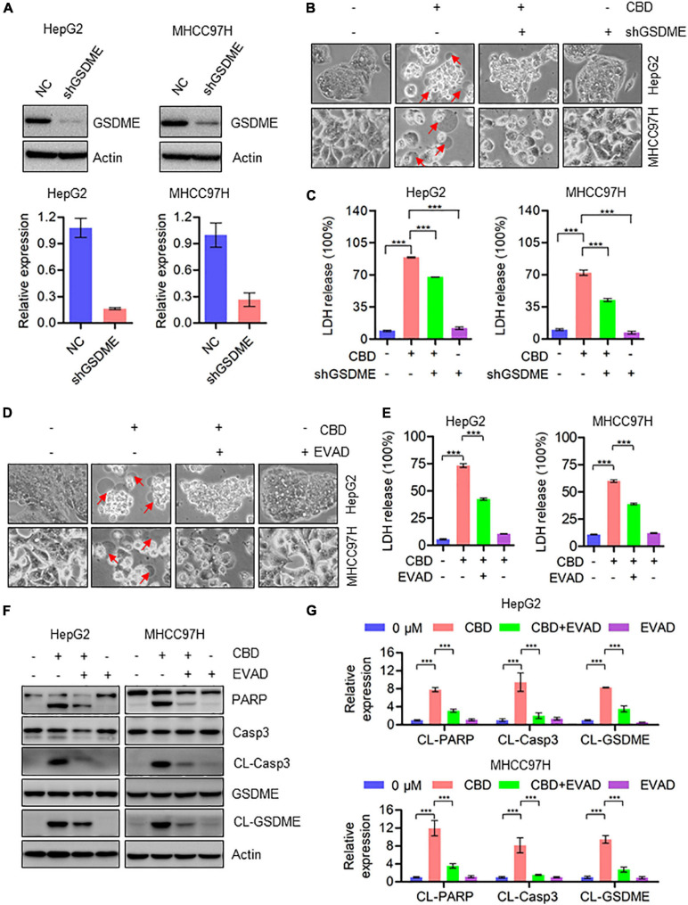 Activation of caspase3/GSDME axis is essential for CBD-induced pyroptosis. (A) Western blot was performed to detect the efficiency of GSDME knockdown in HepG2 and MHCC97H cells. Actin was used as a loading control. The graphs represent the mean ± SD. (B) Representative morphological changes in control and GSDME knockdown HepG2 and MHCC97H cells after CBD exposure. (C) LDH release assays were performed on control and GSDME knockdown HepG2 and MHCC97H cells after CBD administration. (D) Representative morphological changes in CBD-treated HepG2 and MHCC97H cells with or without EVAD. (E) LDH release assays were performed on CBD-exposed HepG2 and MHCC97H cells in the presence or absence of EVAD. (F,G) Western blot analysis of PARP, Caspase-3, CL-Caspase-3, GSDME, and CL-GSDME in CBD (40 μM) treated HepG2 and MHCC97H cells with or without EVAD after 24 h, and actin was used as a loading control. The graphs represent the mean ± SD. The meaning of ‘*‘ is statistically significant. ***p < 0.001.