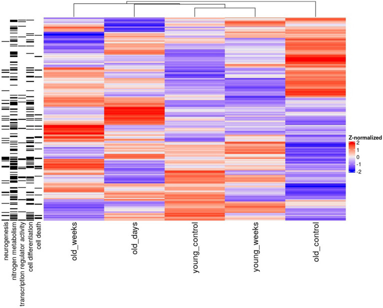 Heatmap of mean hippocampal gene expression of young and old mice 5 days or 5 weeks after treatment with THC or vehicle solution (control). Only genes with significant differential expression before correction (p < 0.005) in the old groups are shown. The annotations on the left denote associations with a gene ontology term.