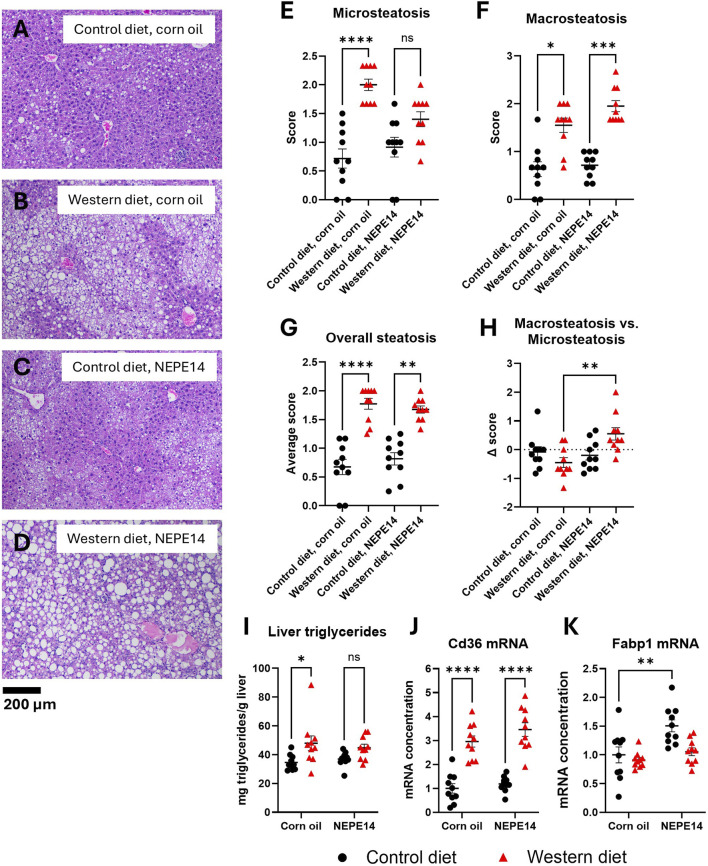 The Western diet promotes liver steatosis. Examples of H&E stained liver sections from each of the four treatment groups (A–D). The livers were scored for microsteatosis (E), macrosteatosis (F), overall steatosis (G) and difference (Δ score) in macrosteatosis and microsteatosis scores (H). *, **, ***, ****: P < 0.05, 0.01, 0.001, 0.0001 for post-hoc comparisons after Kruskal-Wallis test with Dunn’s test. (I) Liver triglyceride content was determined. ns: not significant. *: P < 0.05 for post-hoc comparisons after two-way ANOVA with Tukey’s adjustment. Hepatic concentrations of Cd36 mRNA (J) and Fabp1 mRNA (K) were determined and scaled to a value of 1 for the mean of the control diet + corn oil group. **, ****: P < 0.01, 0.0001 for post-hoc comparisons after two-way ANOVA with Tukey’s adjustment.
