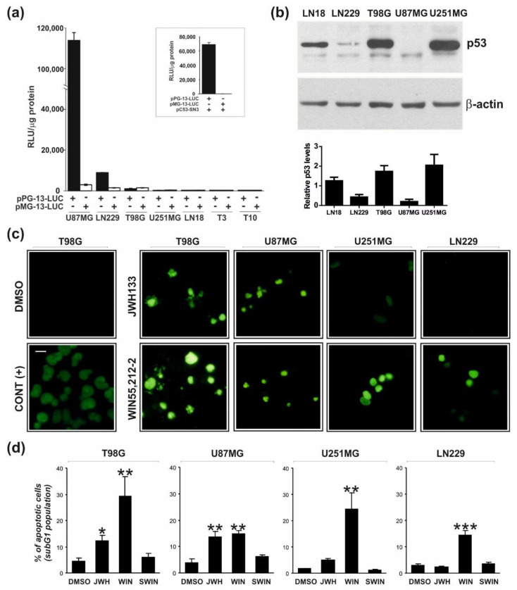 Endogenous p53 transcriptional activity in glioblastoma cells and detection of cannabinoid-induced apoptotic DNA fragmentation by TUNEL and flow cytometry. (a) Endogenous p53 transcriptional activity was measured in various glioma cells 24 h after transfection with a reporter plasmid encoding firefly luciferase under a wild type p53-responsive promoter (pPG13-Luc) or a mutated p53 promoter (pMG13-Luc, negative control). Relative luciferase activity is shown as raw light units (RLU) in cell lysates/1 µg of protein. All measurements were done in quadruplicates and the results of a representative experiment (of three independent experiments) are presented as mean ± SEM. A high level of p53-dependent transcriptional activity was observed only in U87MG and LN299 cells. Inset: Overexpression of wild-type p53 (pC53-SN3) in p53 null cells, U251MG, restored the ability to activate a p53-responsive promoter. (b) A representative immunoblot showing accumulation of p53 in LN18, T98G, and U251MG glioma cells. The graph below shows the levels of p53 normalized to β-actin based on the densitometry analysis (the mean ± SD of at least two independent experiments). (c,d) Apoptotic DNA-fragmentation was evaluated in glioblastoma cells after 48 h-treatment with WIN55,212-2, its inactive enantiomer WIN55,212-3 (SWIN), JWH133, or DMSO (vehicle). (c) DNA strand breaks were detected in situ using fluorescein-labeled nucleotides (green fluorescence) in TUNEL reaction as described in Materials and Methods. DNase treated cells were used as a positive control (CONT (+)). A scale bar corresponds to 20 µm. (d) DNA content was measured by flow cytometry in propidium iodide stained cells. Bars on the graph show the average (±SEM) percentage of apoptotic cells in the subG1 cell cycle phase determined from histograms analysis in three independent experiments. Statistical significance of changes after exposure to WIN55,212-2 or JWH133 as compared to control cells (DMSO) was determined using ANOVA and is indicated as follows: * p < 0.05, ** p < 0.01, *** p < 0.001.