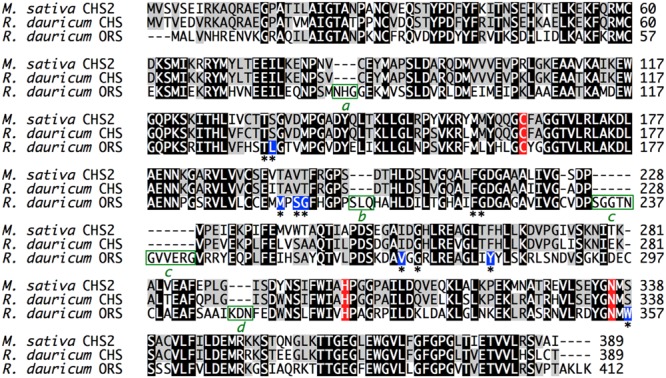 Multiple amino acid sequence alignment of M. sativa CHS2 and R. dauricum CHS and ORS. The catalytic triad residues are colored red, and the active site residues are indicated with asterisks. The varied active site residues in ORS are colored blue. The four inserted peptide sequences a–d in ORS are highlighted by green boxes.