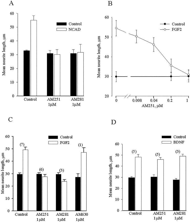 CB1 antagonists inhibit N-cadherin and FGF2 responses. (A) Cerebellar neurons were cultured on 3T3 monolayers or N-cadherin–expressing monolayers in control media or media supplemented with 1 μM AM 251 or AM 281 as indicated. (B) Cerebellar neurons were cultured over 3T3 cell monolayers in control media or media supplemented with 5 ng/ml FGF2 in the presence of increasing concentrations of AM 251 as indicated. (C and D) Cerebellar neurons were cultured over 3T3 monolayers in control media or media supplemented with 5 ng/ml FGF2 or 5 ng/ml BDNF in the presence of 1 μM AM 251, AM 281, or AM 630 as indicated. In each instance, the cultures were fixed after 18 h, and the length of the longest neurite per cell was determined from ∼120 neurons. The results show absolute neurite length. In A and B, results are shown for an individual representative experiment. In C and D, results were pooled from the given number of independent experiments. Bars show the SEM.