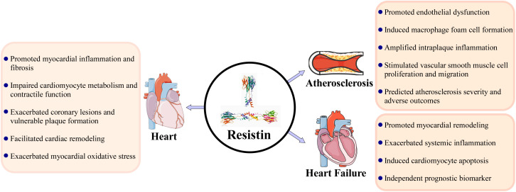 Diagram illustrating the role of resistin in heart disease, atherosclerosis, and heart failure. Resistin is linked to myocardial inflammation, impaired cardiomyocyte metabolism, coronary lesions, cardiac remodeling, and oxidative stress. It also causes endothelial dysfunction, macrophage foam cell formation, intraplaque inflammation, vascular smooth muscle proliferation, and predicts atherosclerosis severity. Additionally, resistin promotes myocardial remodeling, systemic inflammation, cardiomyocyte apoptosis, and acts as a prognostic biomarker. The diagram includes icons of the heart and blood vessels.