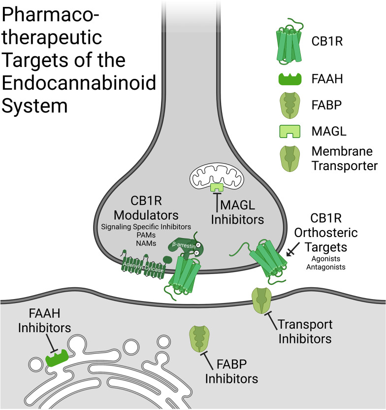 Pharmacotherapeutic targets of the endocannabinoid system. A schematic showing potential therapeutic targets of the endocannabinoid system in the central nervous system displayed in their pre- and postsynapse localization in neurons (this is not to say that central mechanisms of action could also occurs through nonneuronal cell types). Compounds include: CB1R orthosteric targets (including agonists and antognists), CB1R modulators (signaling specific inhibitors, PAMs and NAMs), FAAH inhibitors, MAGL inhibitors, FABP inhibitors and membrane transporter inhibitors. CB1R-cannabinoid receptor type 1; PAM-positive allosteric modulator; NAMnegative allosteric modulator; FAAH-fatty acid amide hydrolase; MAGL-monoacylglycerol lipase; FABP-fatty acid binding protein. Created in Biorender.