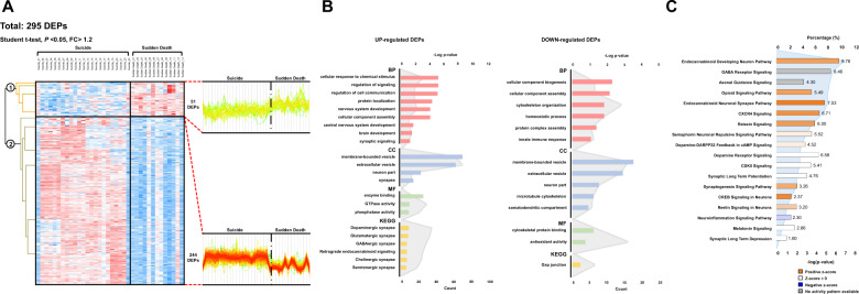 Differentially expressed proteins and GO, IPA analysis results.A Hierarchical heat map clusters of significant proteins by Student’s t-test B GO analysis using 244 upregulated DEPs and 51 downregulated DEPs. Each colored bar graph indicates the enriched terms in biological process (BP), cellular component (CC), molecular function (MF), and KEGG pathway. The number of participating proteins is shown on the lower axis, and log p-value for the upper axis (gray line graph) for GO terms. C Ingenuity pathway analysis (IPA) results for functional analysis. The percentage of participating proteins is shown on the upper axis, and the log p-value for canonical pathways in the lower axis (blue line graph). The z-score of each canonical pathway is represented by bar colors.