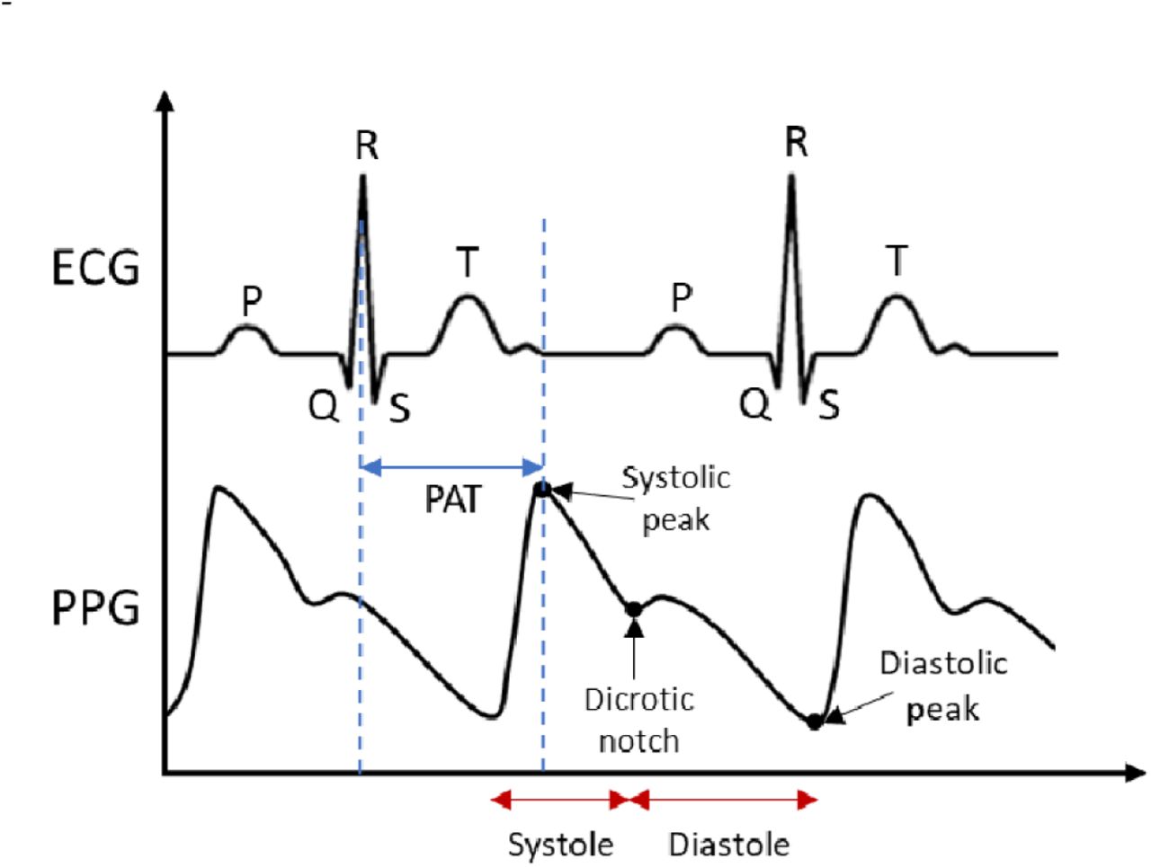 Illustrations depicting the schematic representations of ECG and PPG waveforms
