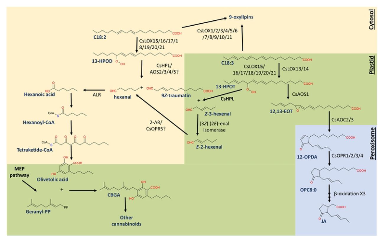 Working model of C. sativa oxylipin biosynthetic enzyme isoforms and pathways involved in cannabinoid, GLV, and JA biosynthesis. Abbreviations: [enzymes]: allene oxide cyclase (AOC), allene oxide synthase (AOS), 2-alkynal reductase (2-AR), hydroperoxide lyase (HPL), lipoxygenase (LOX), methylerythritol 4-phosphate pathway (MEP), 12-oxo-phytodienoic reductase (OPR); [metabolites]: (9Z, 11E, 13S, 15Z)-12,13-epoxy-9,11,15-octadecatrienoic acid (12,13-EOT), (9Z, 11E, 13S)-13-hydroperoxy-9,11-octadecadienoic acid (13-HPOD), (9Z, 11E, 13S, 15Z)-13-hydroperoxy-9,11,15-octadecatrienoic acid (13-HPOT), cannabigerolic acid (CBGA), linoleic acid (C18:2), alpha-linolenic acid (C18:3), jasmonic acid (JA), 12-oxo-phytodienoic acid (12-OPDA), 8-[3-oxo-2-cis-(25)cyclopentyl]octanoic acid (OPC8:0).