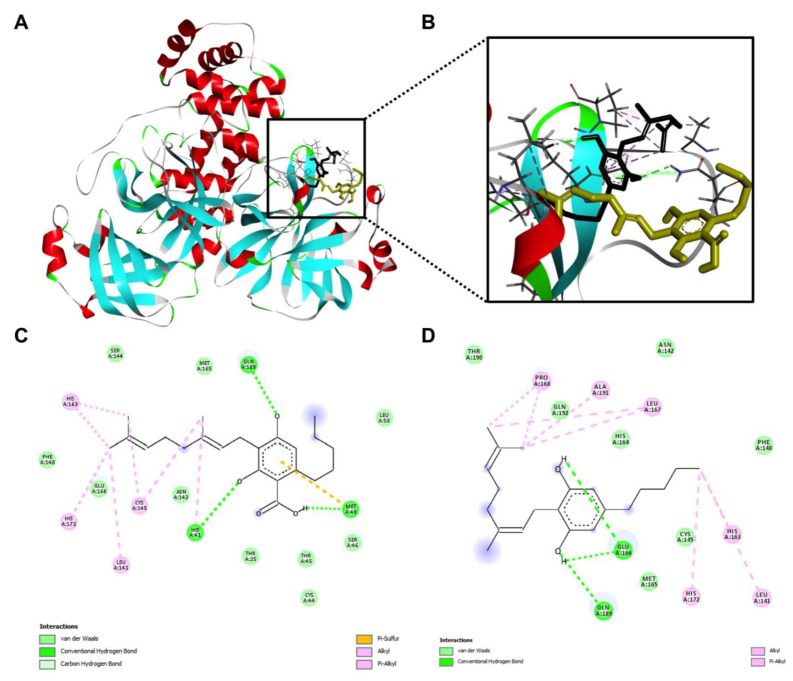 The overall view of the computational docking depicted interactions between the Mpro protein and CBGA and CBG (A) and the zoom-in view of the ligand-protein interaction with CBGA (shown in golden) and CBG (shown in black) stacked with each other (B). Molecular forces formed between CBGA (C) or CBG (D) and the Mpro protein.