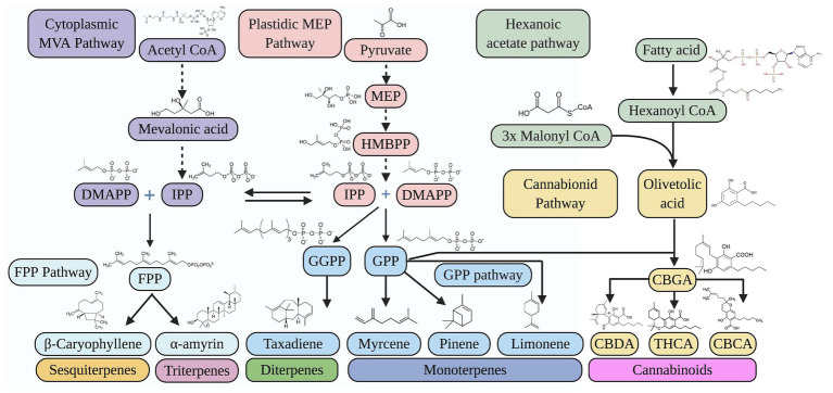 Biosynthetic pathways for cannabinoids and terpenoids in hemp. CBCA, cannabichromenic acid; CBDA, cannabidiolic acid; CBGA, cannabigerolic acid; DMAPP, dimethylallyl diphosphate; FPP, farnesyl diphosphate; GGPP, geranylgeranyl pyrophosphate; GPP, geranyl diphosphate; HMBPP, (E)-4-hydroxy-3-methyl-but-2-enyl pyrophosphate; IPP, isopentenyl diphosphate; MEP, methylerythritol phosphate; MVA, mevalonate; THCA, tetrahydrocannabinolic acid. Created with BioRender.