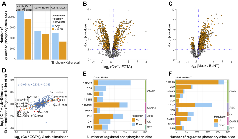 Substantial changes in synaptic phosphoproteome following depolarization and responsible kinase groups.A, Number of quantified phosphorylation sites in Ca versus EGTA and Mock versus BoNT experiments (panel 1), Ca versus EGTA experiments only (panel 2) and recently published data set (Engholm-Keller (42), panel 3). B and C, volcano plots depicting -log10 (q-value) versus log2 (intensity fold change) of phosphorylation sites quantified within Ca versus EGTA and Mock versus BoNT experiments, respectively. D, Comparison of log2 fold changes between our and Engholm-Keller et al (42) data sets. Selected phosphorylation sites are marked as official gene symbol with phosphorylated amino acid and position. E and F, The stacked bar graphs show the total number of significantly regulated phosphorylation events in Ca versus EGTA (E) or Mock versus BoNT (F) experiments that can be a result of known (PhosphositePlus database (71)) or predicted (NetworKIN (73, 74)) kinase–substrate interactions. Orange bars depict the number of phosphorylation events that show significant intensity increase in Ca2+ or Mock-treated synaptosomes versus respective control (EGTA or BoNT). Blue bars correspond to downregulated events, respectively. The kinase classification (NetPhorest Groups) follows one introduced by NetPhorest (73) and uses its second-level group annotation. Colored vertical bars delineate the highest-level group in the kinase classification. Asterisks mark kinase groups that are predicted to control significantly more phosphorylation sites than expected as based on predicted kinase–substrate interactions in human proteome (p < 0.01). AGC, protein kinase A, G, C kinase group; CaMKII, calcium-calmodulin kinase 2; CDK, cyclin-dependent kinase; CK, casein kinase; CK1, casein kinase 1; CK2, casein kinase 2; CLK, SRPK1 and Clk/Sty protein kinase; CMGC, CDK, MAP, GSK, CDKL kinase group; DAPK, death-associated protein kinase; GSK3, glycogen synthase kinase 3; MAPK, mitogen-activated protein kinase; PAK, p21-activated kinase; PKC, protein kinase C; STE, “sterile” serine/threonine protein kinases.