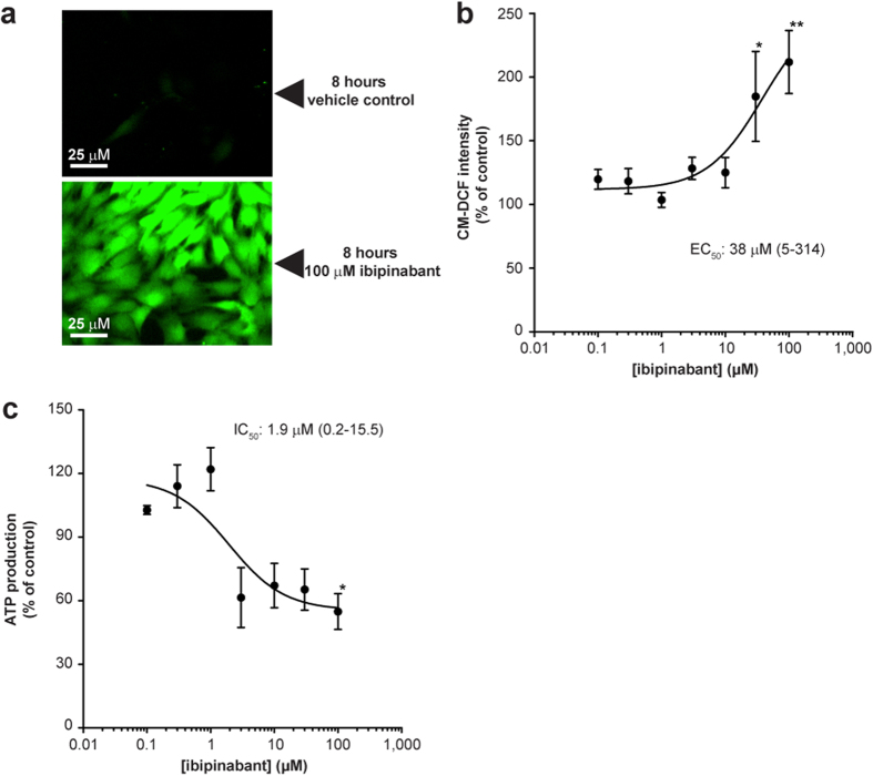 Ibipinabant leads to increased generation of reactive oxygen species and decreased mitochondrial ATP production.(A) ROS generation was measured after 8 hours exposure of C2C12 myoblasts to ibipinabant using CM-H2DCFDA. (B) Followed by quantification of the CM-DCF intensity compared to vehicle control (640 ± 230 IU/cellular pixel) for increasing ibipinabant concentrations. Mean ± SEM; n = 12 (3 independent experiments); IC50 values are plotted as mean with 95%-CI. (C) Maximal ATP production was measured in permeabilised C2C12 cells after 4 hours of incubation with various ibipinabant concentrations. Data are expressed as percentage of vehicle (22 ± 6 nmol/h/mU CS). Mean ± SEM; n = 3 independent experiments; IC50 values are plotted as mean with 95%-CI. Statistical analysis: one-way ANOVA with Dunnett’s post hoc analysis was applied to compare values to vehicle control *p < 0.05, **p < 0.01.