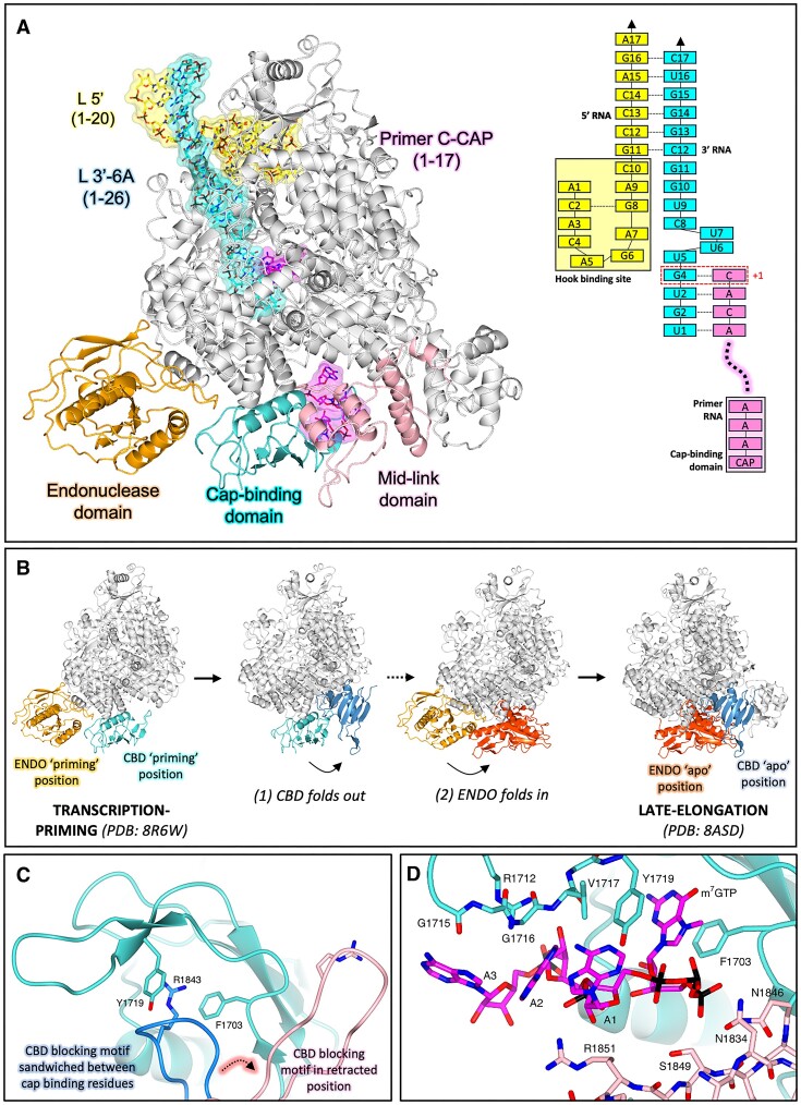 The SFTSV L protein transcription priming structure. (A) The SFTSV L protein (TRANSCRIPTION-PRIMING) is shown with key L protein domains coloured according to the following colour scheme: endonuclease (orange), cap-binding domain (cyan), and mid-link domain (light pink). RNAs are shown as sticks with surface overlaid (30% transparency) and coloured either yellow (5′ RNA), cyan (3′ RNA), or magenta (primer RNA). In addition, the RNAs present in each structure are shown schematically and labelled. (B) The conformational changes undergone by the L protein as it moves from transcription-priming to late-elongation are shown. L protein domains are coloured as in A. For clarity, RNA is not shown. (C) The position of the cap-binding domain (shown in cyan) blocking motif (composed of the Q1840 and R1843 sidechains) is shown sandwiched between the putative cap-binding residues (F1703 and Y1719) in the published LATE-ELONGATION structure (PDB:8asd, coloured dark blue) and in a retracted position in the TRANSCRIPTION-PRIMING structure published here (coloured light pink). (D) The cap-binding domain is shown with bound capped RNA. The cap-binding domain is coloured cyan, whereas the neighbouring mid-link domain is shown in light pink. The bound capped RNA is shown as sticks. Sidechains of key interacting amino acids, coloured according to the protein domain, are shown as sticks and labelled accordingly.