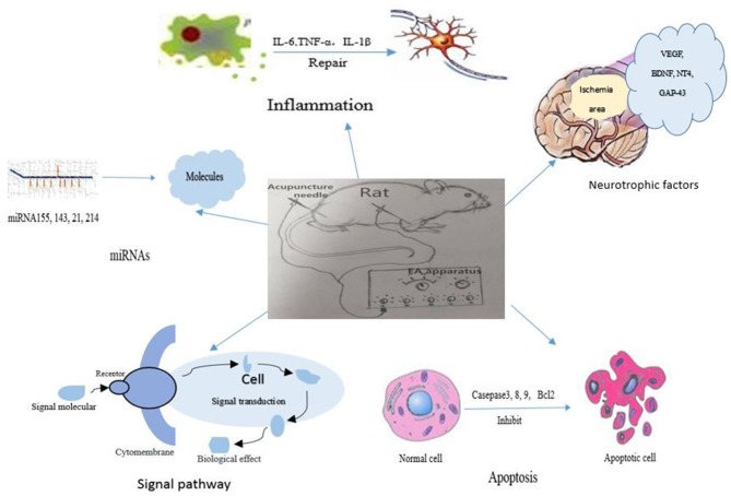 The signal pathways and factors involved in the mechanisms of electroacupuncture therapy for ischemic stroke.