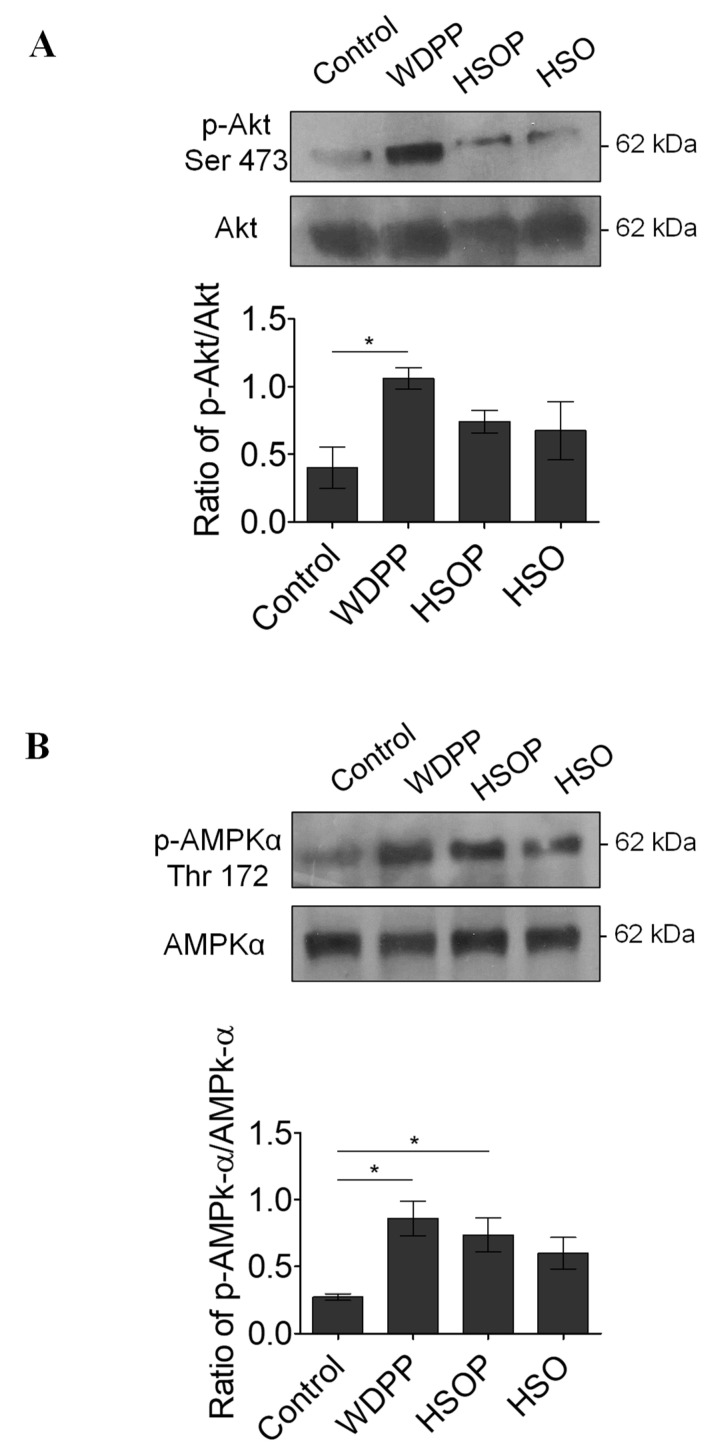 pAkt (A) and pAMPK (B) levels in I/R hearts from rats fed with SD, or WDPP, or HSOP, or HSO for 8 weeks. n = 3 for each group; data are expressed as means ± SEM; statistical significance: * p < 0.05. (1-way ANOVA and Newman-Keuls multiple comparison test).