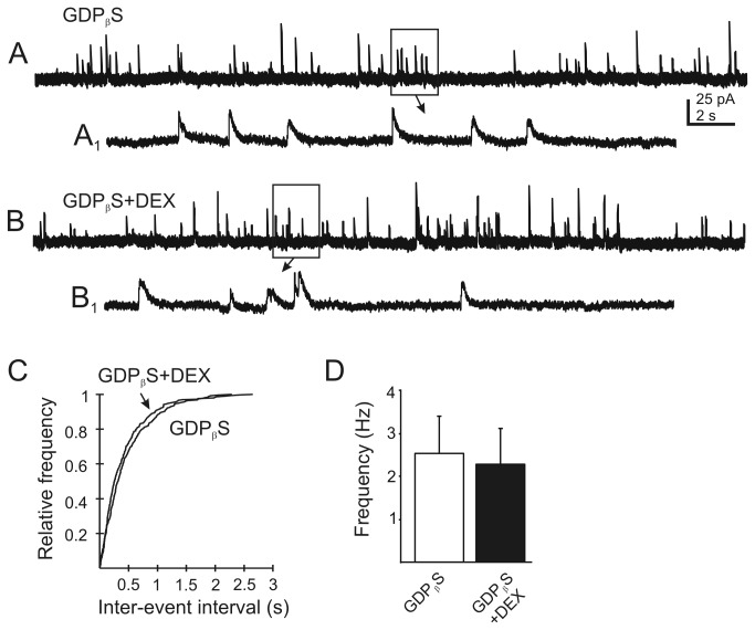 Blockade of G protein-mediated responses in the recorded neuron prevents the DEX-induced change in mIPSC frequency. A. Continuous recordings recording of mIPSCs after loading of the recorded cell with the G protein inhibitor, GDP βS (500 µM in the recording pipette). B. mIPSCs recorded in the same neuron after application of DEX (10 µM). A1 and B1 are temporally-expanded, 2 s sections from boxed areas of traces A and B (arrows). C. Cumulative plots of the inter-event interval distribution for mIPSCs in the GDP βS-loaded cell shown in A and B indicates no effect of DEX (P>0.05; K–S test). D. Graph of mean mIPSC frequency before and after DEX application in GDP βS-loaded neurons. No effect of DEX was observed in any neuron (n=13; P>0.05).