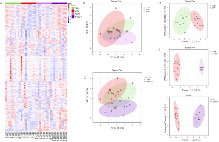 Effect of ACPA and AM1241 on lipid metabolism in VPA‐exposed rats. (A) Cluster heat map of lipid metabolite expression levels (n = 10 per group). (B, C) PCA score plots of hippocampal lipidomics. (D, E, F) OPLS‐DA score plots CON versus VPA group, VPA versus ACPA group, and VPA versus AM1241 group.
