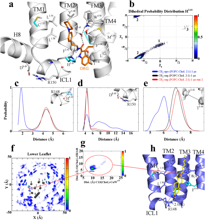 ORG27569 and cholesterol binding mode.(a) ORG27569 Binding mode. Key interactions included: (i) two H-bonds established by the 1H-indole-2-carboxamide group with the H2.41 Nδ atom and the S2.45 side chain; (ii) the 1-(4-ethylphenyl)piperidine arm accommodating in a hydrophobic region interacts with F4.46, V2.48, L1.54, and L1.58; and (iii) the 3-ethyl group plunges through a hydrophobic area establishing contacts with L3.45 and M4.49. (b) H2.41 x1 and x2 dihedral angles distribution for the CB1wt-ORG27569 simulation (run 1). The probability of each state was normalized. A highly represented conformer, in the CB1wt-ORG27569 MD, for the H2.41 residue (conformer 2), different from that observed in the CB1wt unbound state (conformer 1, see also Supplementary Fig. S9) was noticed. Remarkably, in the CB1wt-ORG27569 simulations, the shift from H2.41 conformer 1 to 2 causes the H-bond loss between the H2.41 Nε (TM2) and the R148 backbone oxygen (ICL1, Fig. 2d). (c–e) Probability distribution for the H2.41(NHε)-R148(O), F2.42(Cα)-T3.46(Cα), and R150(CZ)-D8.49(CG) distance atoms, for CB1wt (blue lines) and the CB1wt-ORG27569 simulations (black , and red lines), respectively. The probability of each distance was normalized. (f) Probability distribution of cholesterol molecules along the x and y axes with respect to the main axis of CB1, only cholesterol molecule into the lower leaflet of the bilayer were considered (See Appendix A in Supplementary Information for a detailed description of the calculation of the probability distribution). (g) Probability distribution of the cholesterol molecule, which binds to the CCM during the CB1wt POPC:Chol (2:1) simulations. The probability distribution distance for the W4.50(Cα)-CHL(C13) carbon atoms (x axis) is plotted vs. the probability distribution distance for the NH(Arg148)-O atoms (y axis). (h) Binding mode of the cholesterol molecules in P2/CCM. The cholesterol molecule interacts with L1.54, L1.58, H2.41, V2.48, L2.52, F4.46, and W4.50 residues, while the R148 side chain anchors the OH apical group.