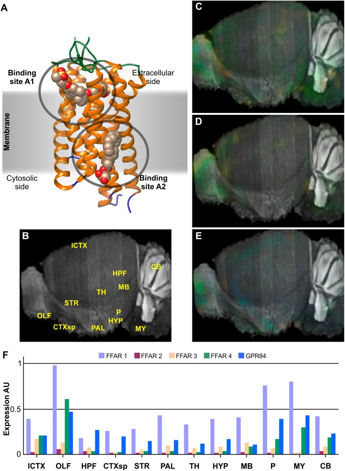 Structure and brain expression patterns of FFARs. (A) Cartoon based on FFAR1 crystal structure (PDB-ID: 4PHU) (Srivastava et al., 2014), highlighting membrane orientation and two ligand binding sites in opposite sides of the membrane. (B) Central brain section of 8-weeks, male mouse (C57BL/6J) indicating reference regions. (C–E) Brain left hemisphere sagittal projection showing expression of FFAR1, FFAR4 and GPR84, respectively, based on in situ hybridization (ISH) data. FFAR2 and FFAR3 are not shown due to its lower expression levels. (F) Quantification of relative expression from ISH data for all FFARs isoforms. AU: Arbitrary units; ICTX: Isocortex; OLF: Olfactory areas; HPF: Hyppocampal formation; CTXsp: Cortical subplate; STR: Striatum; PAL: Pallidum; TH: Thalamus; HYP: Hypothalamus; MB: Midbrain; P: Pons; MY: Medulla; and CB: Cerebellum. Image credit for panels C–E: Allen Institute © 2007 Allen Institute for Brain Science. Allen Mouse Brain Atlas. Available from: http://mouse.brain-map.org/search/. Panels B and F were constructed from data available through Allen Mouse Brain Atlas website.
