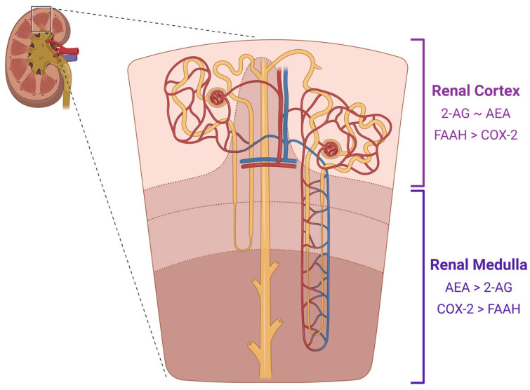 Diagram of CB1 ligands and their degradative enzymes in the kidney. The endocannabinoids, AEA and 2-AG are found in varying levels within the renal cortex and renal medulla. Their degradative enzymes are found in an opposing relative amount within the cortex and medulla as well. Created with BioRender.com.