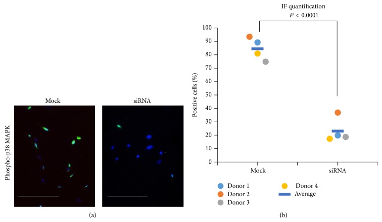 Knockdown of cannabinoid receptor 2 reduces phosphorylation of p38 MAPK. (a) Expression of phosphorylated p38 MAPK (phosphor-p38 MAPK) in BMSCs infected with virus containing mock sequence or siRNA sequence against cannabinoid receptor 2 (CNR2). Bar = 100 μm. (b) Quantification of immunofluorescent (IF) images shows that less siRNA infected BM-MSCs are positive for phosphor-p38 MAPK than mock infected BM-MSCs (N = 4).