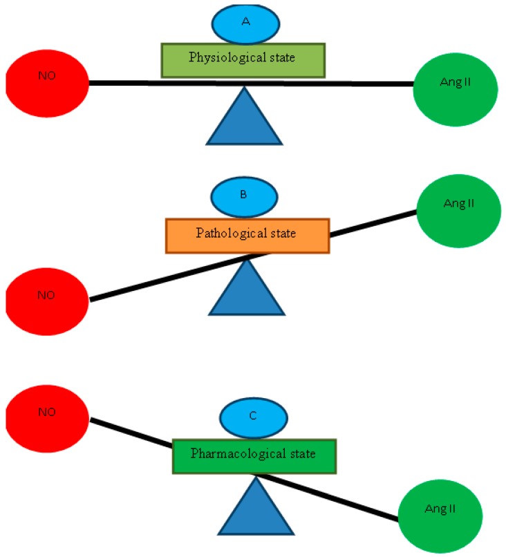 Different levels of NO and Ang II depicting different states of the body. (A) shows normal levels of NO and Ang II in normal physiological conditions. (B) represents that levels of Ang II increased while that of NO is reduced in plasma and tissue in pathological states like hypertension and LVH, while (C) indicates that pharmacological treatment with NO donors or Ang II inhibitors increases the NO and reduced the levels of Ang II to offset the pathological state.