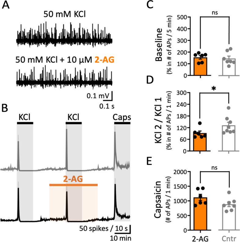 Exogenous 2-AG mildly reduces meningeal nerve endings nociceptive firing. A Example traces of APs recorded from the peripheral part of the rat trigeminal nerve within control, i.e. during the 1-min active phase of the 1st KCl pulse and the corresponding phase of the 2nd KCl pulse when also 10 µM 2-AG was present. Note the slight decrease of general nociceptive firing that was obtained during the combined application. B Time courses of spike frequency (10-s bin size) induced by paired pulses of KCl and 1 µM Capsaicin as control (data of the top panel in Fig. 4B) and during the combined application of 10 µM 2-AG with the 2nd KCl pulse (bottom panel). C No difference was observed for the number of APs induced when comparing a ratio of the 5-min windows before/after application of 2-AG (N=6) to the same windows of the ratio spontaneous spiking activity in the control condition (Cntr, N = 7; data representation from Fig. 4B). D 2-AG application significantly reduced the number of APs during the 1-min active phase of the 2nd KCl pulse compared to that of the 1st KCl pulse. The ratio of APs (between 2nd and 1st (taken as 100%) KCl pulse) in the control (Cntr, N = 8; data representation from Fig. 4C) condition resulted higher than in the presence of 2-AG (N = 6, Mann Whitney test, * = 0.02). E No difference was observed for the number of APs during the 1-min active phase of 1 µM Capsaicin of the control condition (Cntr, N = 7; data representation from Fig. 4D) and after application of 2-AG (N=6)