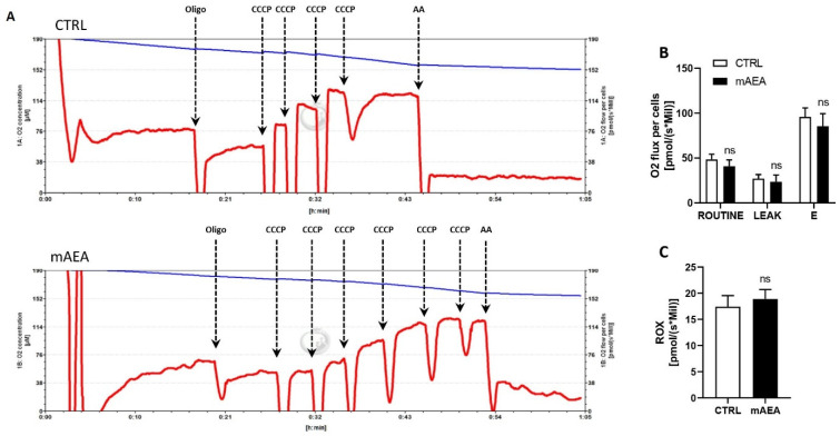 High-resolution respirometry of C2C12 myoblasts following mAEA treatment. C2C12 cells were treated or not with mAEA (5 μM) for 24 h. After detachment, myoblasts were subjected to high-resolution respirometry analysis by the Oroboros-O2K instrument. (A) Representative graphs of cell-respirometry analysis in the control (top) and treatment (bottom) conditions. The blue curve represents the oxygen concentration, whereas the red slope shows the oxygen consumption before and after the serial injections of oligomycin (Oligo), uncoupler CCCP and Antimycin (AA). (B) Bar chart graph of basal oxygen consumption (ROUTINE), proton leak (LEAK) and maximal oxygen consumption (E) values subtracted from residual oxygen consumption (ROX) in CTRL and mAEA treated cells. (C) ROX was also measured after AA administration. Data were reported as means ± SEM of the oxygen flux normalized on cell number of three independent experiments; ns= not significant.