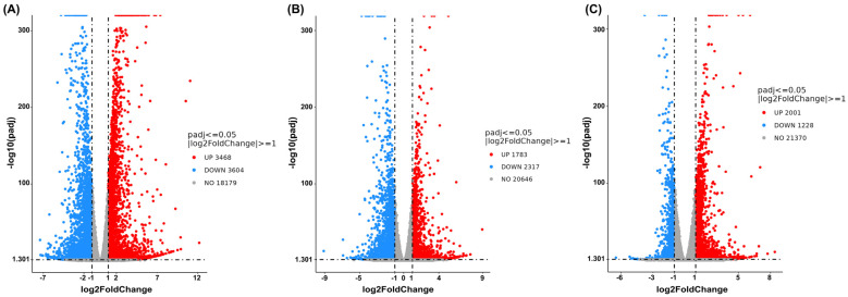 Volcano plots showing global transcriptional changes following combined treatment of cannabis extract (0.15 mg/mL) and sorafenib (12.5 μM) in HepG2 cells is shown. The x-axis represents the Log2-fold change in gene expression, and the y-axis indicates statistical significance expressed as −log10 adjusted p-value. (A) Combined treatment with cannabis extract and sorafenib relative to vehicle control, (B) combined treatment with cannabis extract and sorafenib relative to cannabis extract alone, and (C) combined treatment with cannabis extract and sorafenib relative to sorafenib alone (n = 3).