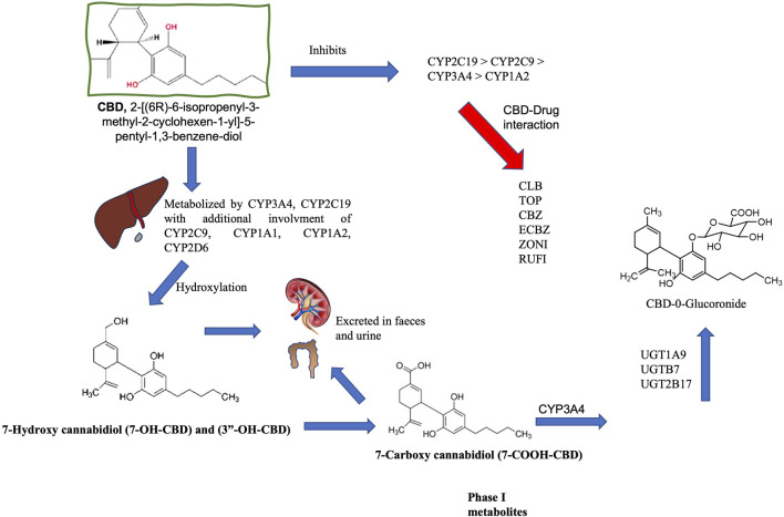 Flowchart illustrating CBD metabolism and interactions. CBD structure leads to liver metabolism via CYP3A4 and CYP2C19, forming hydroxylated derivatives. Hydroxylation by liver and excretion through feces and urine follow. Phase I metabolites include 7-hydroxy cannabidiol and 7-carboxy cannabidiol. CBD inhibits enzymes CYP2C19, CYP2C9, CYP3A4, and CYP1A2, influencing drug interactions with specific drugs. The process ends with formation of CBD-0-glucuronide via UGT enzymes.