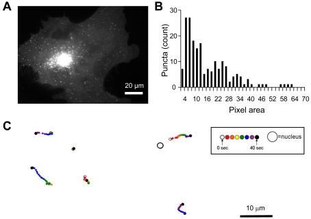 Expression and trafficking of CB1R–GFP in astrocytes(A) Astrocyte expressing full-length CB1R appended by GFP at its C-terminus (CB1R–GFP). The fluorescence pattern is similar to that of native CB1R with puncta present throughout entire cell, with some accumulation within the perinuclear region of the cell. (B) Distribution of CB1R–GFP puncta sizes within the size range selected for trafficking analysis for a single cell. For measurements of CB1R–GFP trafficking, 200 puncta ranging from 4 to 70 pixels (one pixel is equal to 106 nm×106 nm) in area were selected based on pixel intensity. Most of the puncta tracked fall within the 4–20 pixel area, whereas the incidence of puncta greater than 50 pixels in area was minor. (C) Example paths of tracked CB1R–GFP puncta coded in time by colour. The relative position of the travelled path of each punctum is indicated by the position of the nucleus (not drawn to scale). Both long-distance and short-range tracks can be observed. The time-lapse sequence of the intracellular CB1R–GFP trafficking in astrocyte in (A) is shown in Movie 1.
