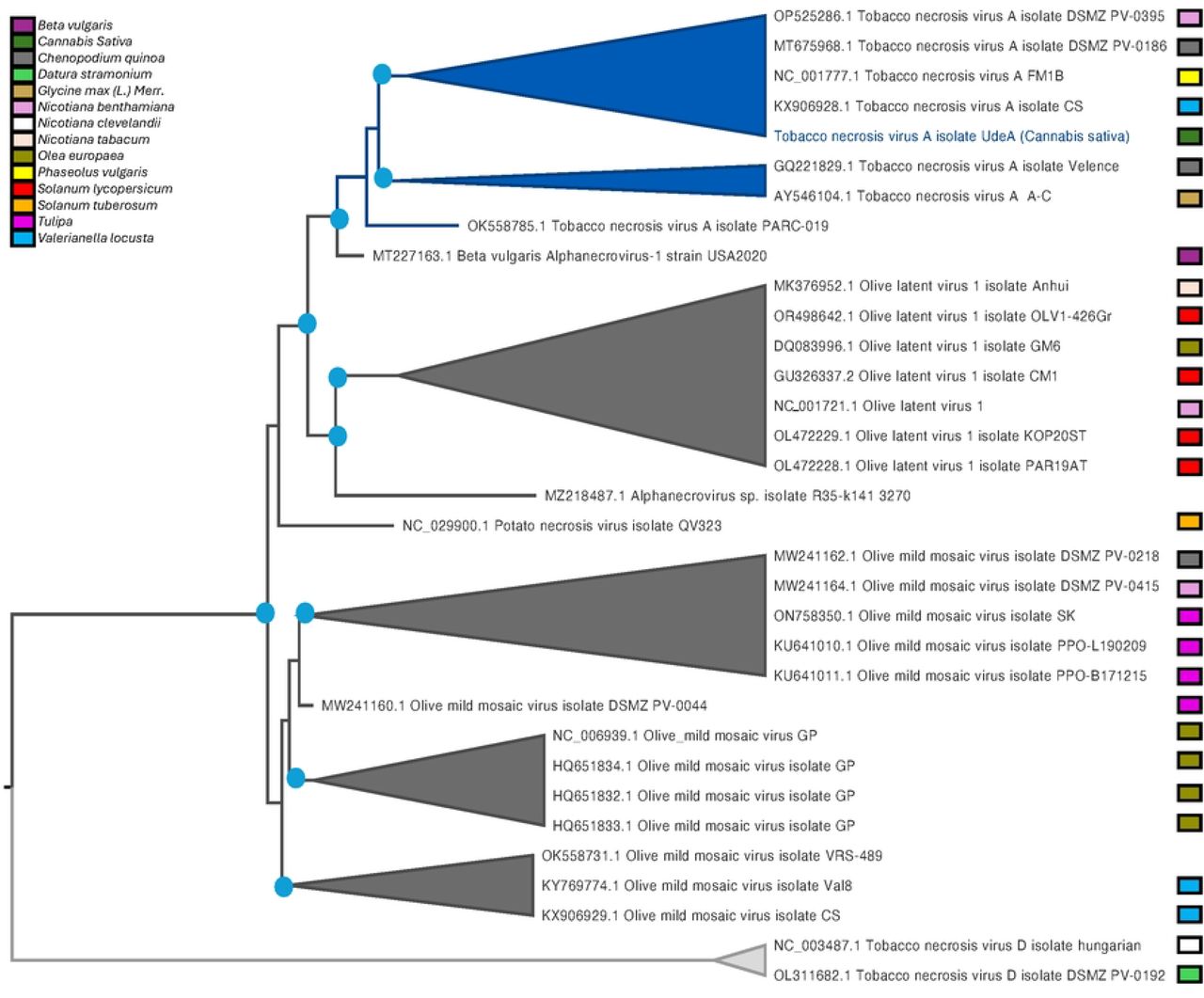 Phylogenetic Analysis of Alphanecroviruses TNVA, OMMV, and OLV1 Isolates from Plants.Viral genome maximum-likelyhood phylogenetic tree portraying the evolutionary relationships among different isolates of the Alphanecroviruses Tobacco necrosis virus A (TNVA), Olive mild mosaic virus (OMMV), and Olive latent virus (OLV) isolated from plants. Blue circles denote UFB bootstrap values above 95% (>95) for its respective branch. The selected outgroup was TNVD.