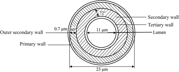 Structure of sisal fiber.