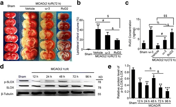 ω-3 fatty acids was partly disabled after MCAO/R. a TTC-stained coronal sections from representative animals at 72 h after reperfusion. b Statistical analysis of infarct volume. Reproducible infarct volumes were observed in the MCAO/R + vehicle group, MCAO/R + ω-3 group, and MCAO/R + RvD2 group. The infarct volume is expressed as a percentage of the ipsilateral hemispheric volume. Data are means ± SEM. **P < 0.01 vs. sham group, #P < 0.05, $P < 0.05, &P < 0.05, n = 6. c RvD2 production after supplying ω-3 fatty acids and injection of RvD2 was detected by ELISA. Data are means ± SEM, n = 6. **P < 0.01 vs. sham group, #P < 0.05, &P < 0.05, %P < 0.05, $$P < 0.01. N.S. = no significant differences. d Western blot analysis was used to detect the protein levels of 5-LOX and Phos-5-LOX after I/R brain injury. Quantification of the Phos-5-LOX/5-LOX level is shown (e). Data are presented as mean ± SEM, n = 6. **P < 0.01, ***P < 0.001 vs. sham group, &P < 0.05, N.S. = no significant differences