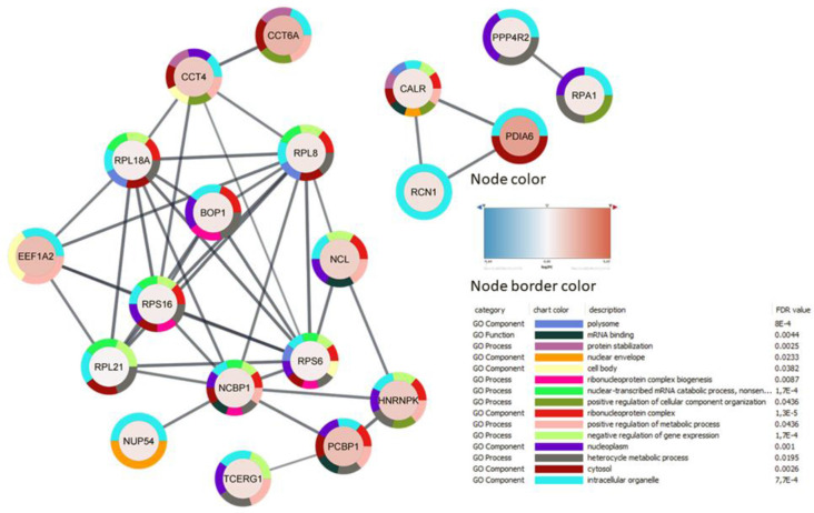 Protein-protein interaction of 44 genes affected by cuprizone treatment, analyzed with STRING in Cytoscape. Proteins without interactions within the network were omitted. Nodes represent proteins, their colors indicate the fold-change in the expressed pattern after cuprizone treatment, and lines represent interactions between them. Node border colors indicate the top 15 gene ontology terms.