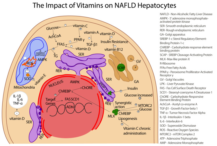 The impact of vitamins on hepatocytes affected by NAFLD.