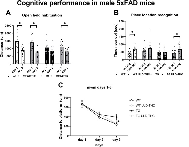 Effect of ULD-THC on cognitive performance in male 5xFAD mice. In the Open fied habituation, two way anova yielded significant diferences. WT mice walked less on the second day (indicating better cognitive performance) as well as treated TG mice, while TG mice did not differ between the day (A). In the novel location test, paired t-test between the days indicated that WT mice and treated TG mice spent more time near the new object, while TG mice did not show such preference (B). In the MWM repeated anova showed that, TG mice took a longer path to reach the platform on day 3 compared to WT, with TG-treated mice showing some beneficial effect on the last day (C). Results are represented as MEAN+/-SEM. * represents *<0.05