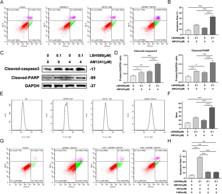 The effect of LBH589 combined with AM1241 on apoptosis and oxidative stress. A-D Apoptosis detection (n = 3). *P < 0.05, **P < 0.005, ***P < 0.001. E and F The effect of LBH589 combined with AM1241 monotherapy on ROS (n = 3), ***P < 0.001. G and H To detect the effect on apoptosis after adding ROS scavenger NAC or autophagy inhibitor 3-MA (n = 3), **P < 0.01, ***P < 0.001