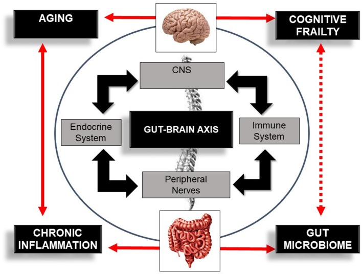 Schematic illustration of the bi-directional communication system—the gut–brain axis—comprising the central nervous system (CNS), immune system, endocrine system, and peripheral nerves. The figure also illustrates the bi-directional influence of aging, inflammation, and the gut microbiome in cognitive frailty. Bold lines indicate an established association between concepts. Dotted lines indicate a potential association between this bi-directional network, the gut microbiome, and cognitive frailty.