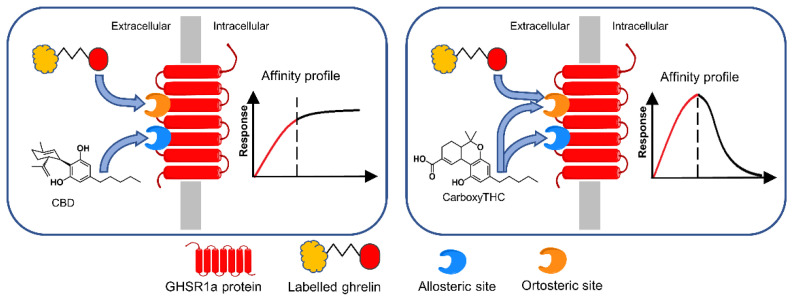 Biosensing principle of CBD and carboxy-THC detection according to their affinity profile in direct competitive assay with HRP-labeled ghrelin. The immobilized recognition element was GHS-R1a. Reproduced from [26] with permission from Elsevier.