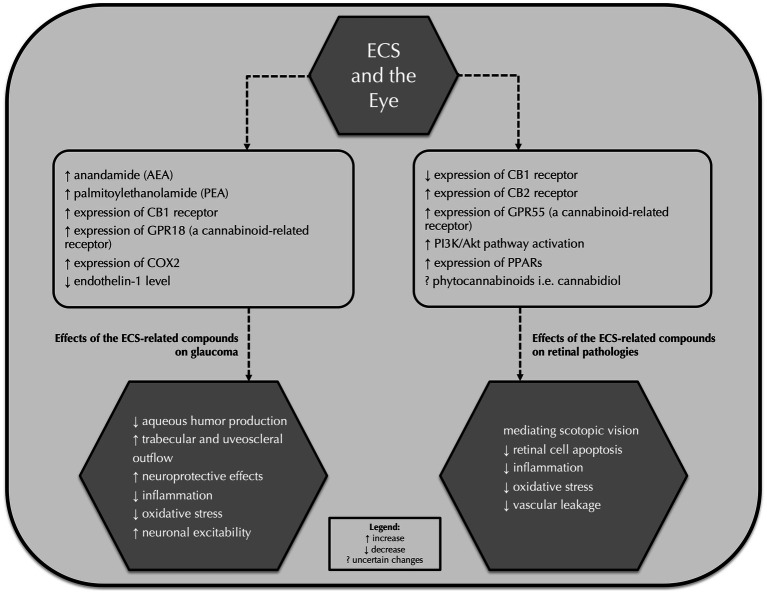 Effects of the endocannabinoid system-related compounds on glaucoma and retinal pathologies. ECS, endocannabinoid system; AEA, anandamide; PEA, palmitoylethanolamide; GPR18, G protein-coupled receptor 18; COX-2, cyclooxygenase-2; PPARs, peroxisome proliferator-activated receptors.